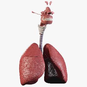 3D model Man Respiratory System